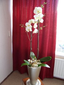 foto orchidee 1