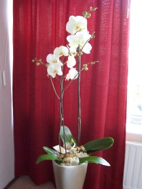 photo orchid 2