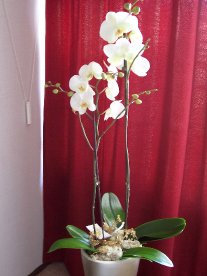 photo orchid 3